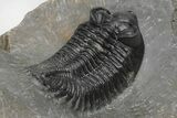 Coltraneia Trilobite Fossil - Huge Faceted Eyes #216510-4
